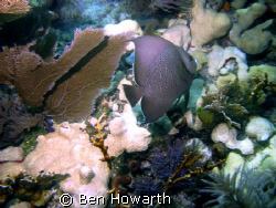 Angelfish i caught off the coast of key largo, FL by Ben Howarth 